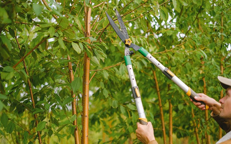 Tree trimming in Marysvale, UT